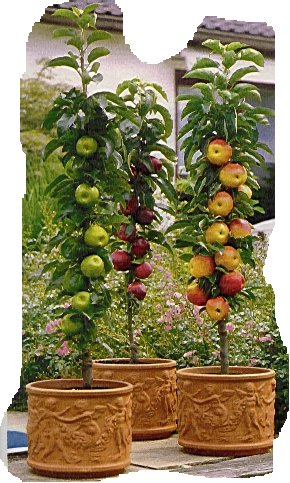Apfelbaumchen