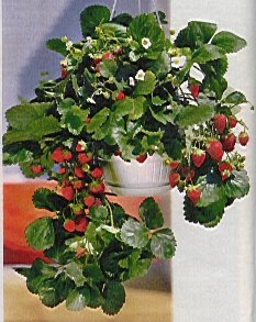 Erdbeeren