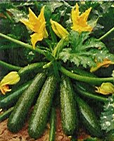 Zucchini